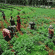 Agriculture_Job_Descriptions